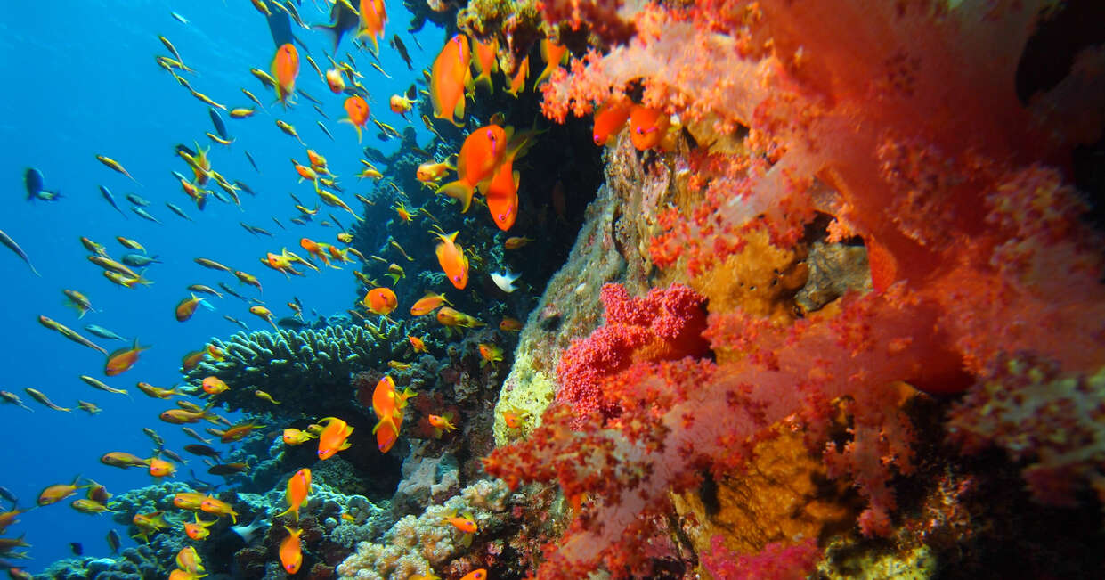 Rich marine life in Egypt's waters